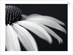 Coneflower by Assaf Frank